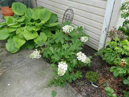 ruby slippers hydrangea in bloom among lush garden plants beside a house path