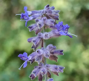 russian sage blue flowers with fuzzy stems and delicate blooms