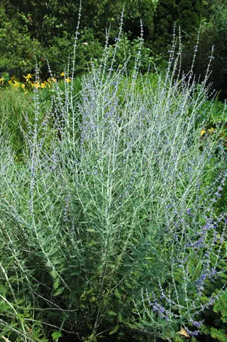 russian sage perennial with tall wands of blue-purple flowers and silvery-gray foliage in a sunny garden