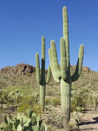 saguaro cactus desert landscape with multiple cacti under clear blue sky and rocky hills