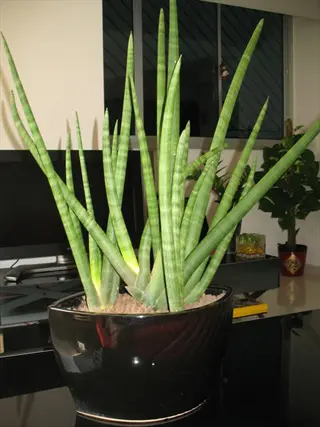 sansevieria cylindrica tubular plant in black pot with cylindrical green leaves indoors