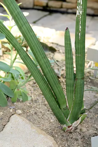 sansevieria pearsonii (rhino sansevieria) plant with long, thick green leaves growing in sandy soil