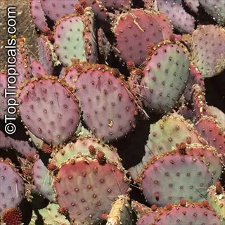 santa rita purple prickly pear cactus (opuntia) with distinctive purple-green pads and spines