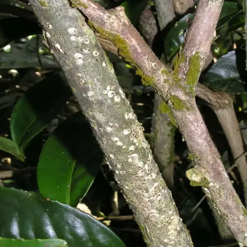 scale insects on a plant branch with moss and green foliage background