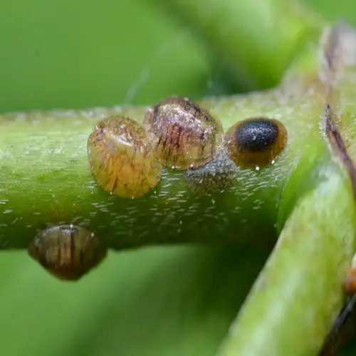 scale insects on green plant stem