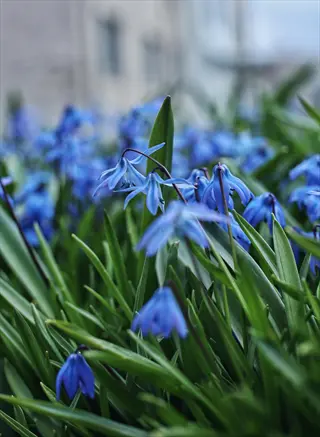 scilla blue spring flowers: cluster of small nodding blue bell-shaped blooms among green foliage