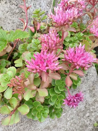sedum drought tolerant: pink star-shaped flower clusters and succulent green leaves growing in rocky crevice