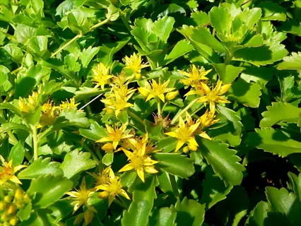 sedum kamtschaticum yellow bloom with green foliage