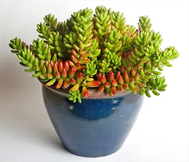 sedum rubrotinctum plant in blue ceramic pot featuring plump green leaves with vibrant red tips against a plain white background