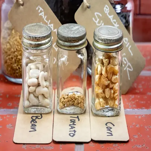 seed storage mason jars with handwritten labels: 'bean', 'tomato', and 'corn' seeds, plus background jars with tags