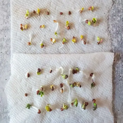 seed viability test paper towel showing two sheets with germinating seeds at various stages: sprouted seedlings with green shoots and unsprouted seeds on gray surface