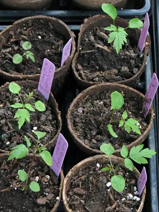 seedling identification in peat pots with handwritten purple labels, demonstrating post-sowing care labeling