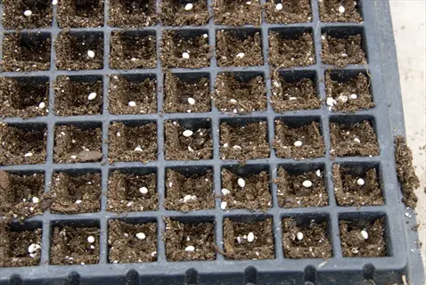 seedling tray with lettuce seeds planted in soil compartments for germination