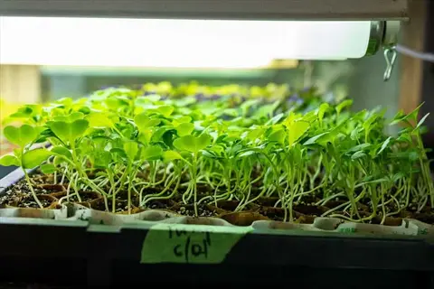 seedling tray with young plants thriving in growing mix under fluorescent grow lights, labeled for cultivation