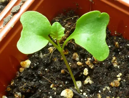 seedling true leaves: young plant with multiple true leaves growing in a terracotta pot with soil and white amendments