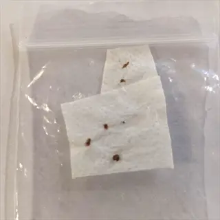 seeds on paper towel inside clear plastic bag - paper towel method for germination testing