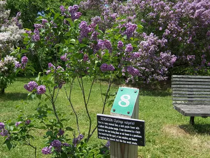 sensation lilac bicolor bush with purple blossoms, labeled with plant information sign in a sunny garden park