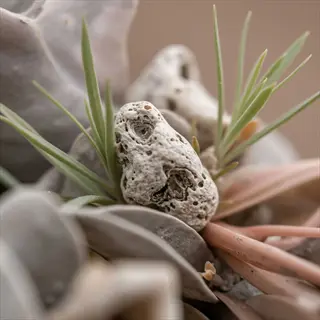 separating air plant pup: close-up of green tillandsia pups emerging from a silvery mother plant structure