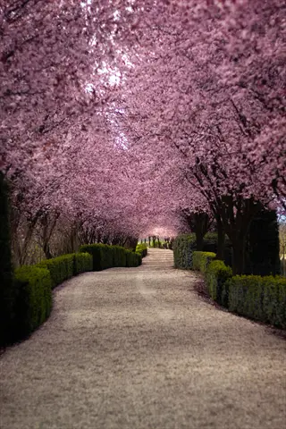 serene cherry blossom garden path with curved gravel trail, flanked by blooming pink trees and manicured green hedges