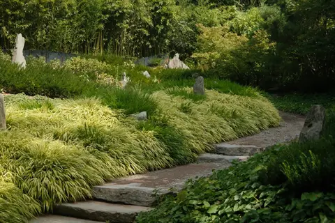 serene japanese forest grass garden with stone path, lush hakonechloa macra and bamboo surroundings