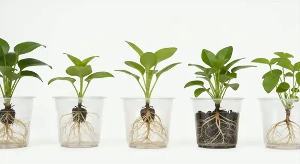 series of stem cutting rooting pots showing different growth stages with visible root development in transparent containers against white background