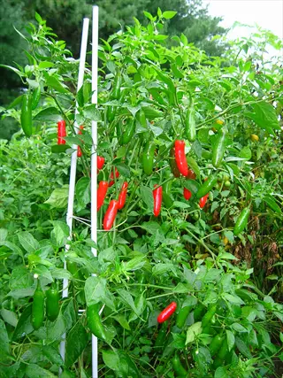 serrano chili plant with green and red peppers growing on white trellis supports in a lush garden