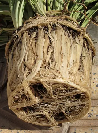severely root bound plant pot with dense, matted roots completely filling the container and circling the inside