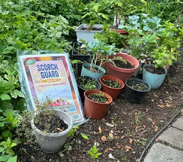 shade cloth garden seedlings: scorch guard package and young plants in pots among garden foliage