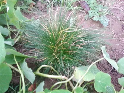 sheep fescue grass (festuca ovina) with slender green-yellow blades growing among broader leafy plants in a garden
