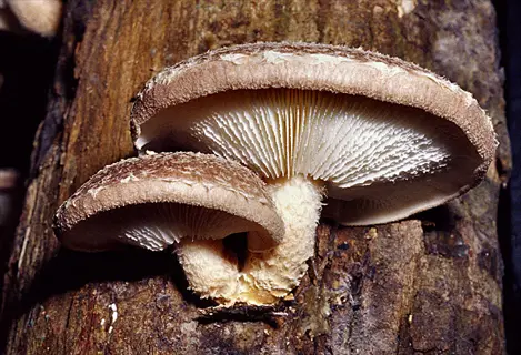 shiitake mushrooms growing on a wooden log
