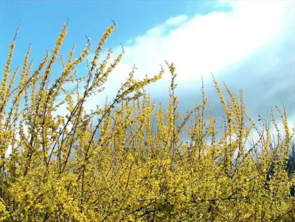 show off forsythia shrub blooming with vibrant yellow flowers against a clear blue sky with white clouds
