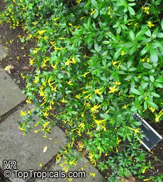 showy jasmine shrub with bright yellow flowers and green leaves growing near stone pavers, featuring a plant label