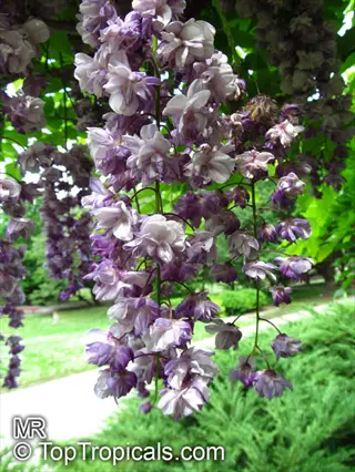 silky wisteria flowers cluster hanging from vine with purple and white blossoms among green foliage