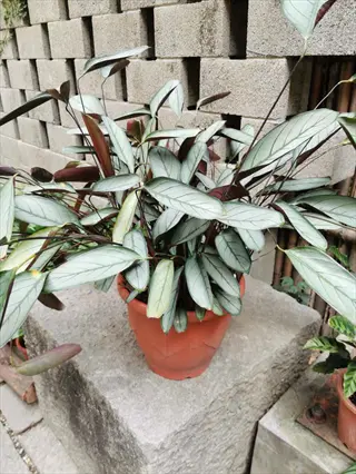 silver calathea houseplant in terracotta pot on stone pedestal against brick wall background