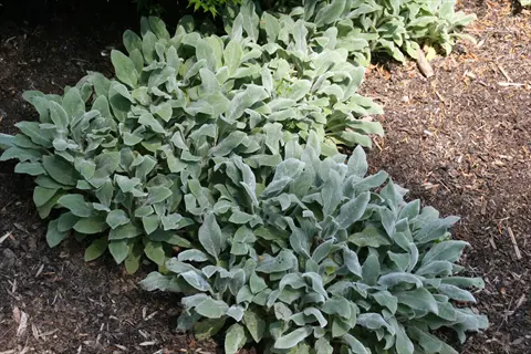 silver carpet lamb's ear plants with fuzzy gray-green leaves growing in garden soil