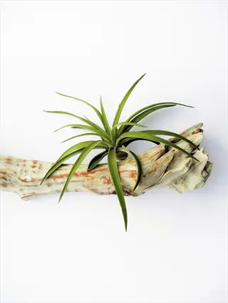 single air plant displayed on natural driftwood against a plain white background