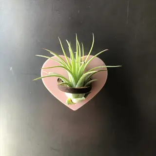 single air plant on a pink heart-shaped air plants magnetic holder attached to a metallic surface