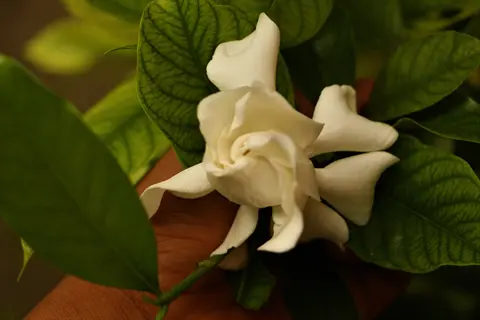 single gardenia flower held in a hand with glossy green leaves