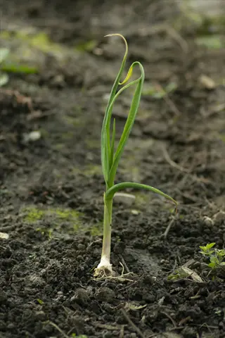 single onion plant with yellowing leaves in a garden setting