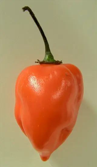 single orange habanero chili pepper with green stem on a plain light background