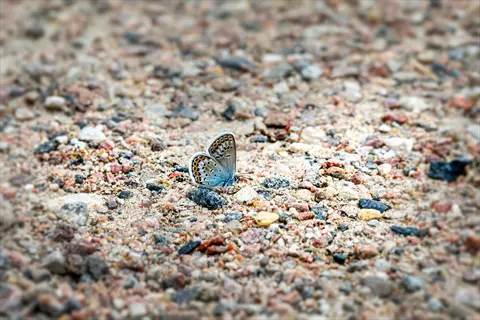small blue butterfly basking on gravel and stone ground in a butterfly basking rock garden, illustrating step 5: provide shelter and basking