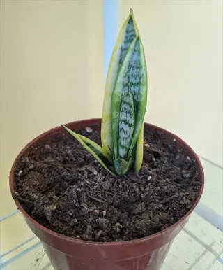 small snake plant (sansevieria trifasciata) in a brown plastic pot with soil, showing young green-and-yellow striped leaves against a plain wall background