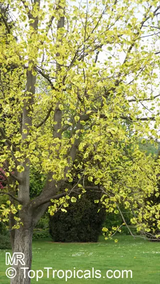 small tulip tree garden with vibrant green foliage and lawn
