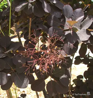 smoketree purple foliage with delicate filament-like flower clusters