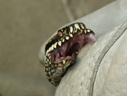 snake fangs closeup: venomous snake with open mouth reveals sharp, curved fangs during a handling procedure with a protective gloved hand