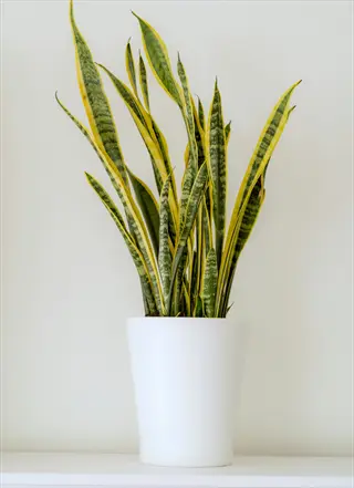 snake plant apartment: variegated snake plant with yellow-edged leaves in white pot against light neutral background, perfect for small-space living and apartment decor