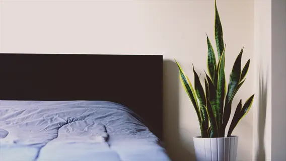 snake plant bedroom: tall snake plant in white pot beside bed with dark headboard and light blue bedding, arranged in minimalist bedroom setting