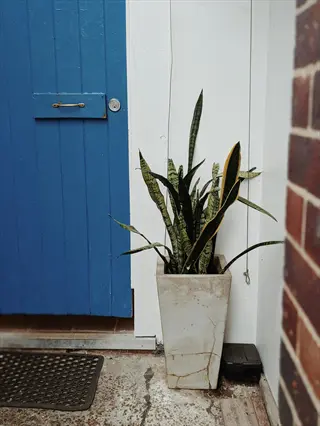 snake plant entrance: tall potted snake plant in stone planter beside blue door with doormat, positioned in entryway between white wall and brick structure