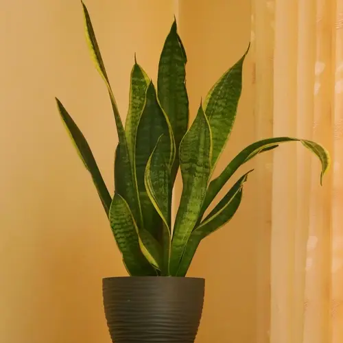 snake plant in dark textured pot against light wall with sheer patterned curtain
