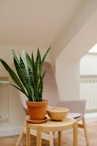 snake plant in terracotta pot within modern interior, thriving in low-humidity environments